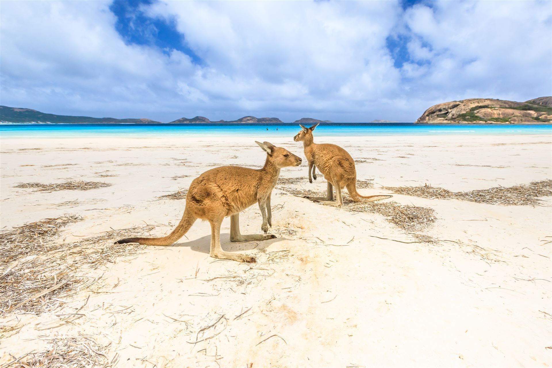 Kängurus in der Lucky Bay