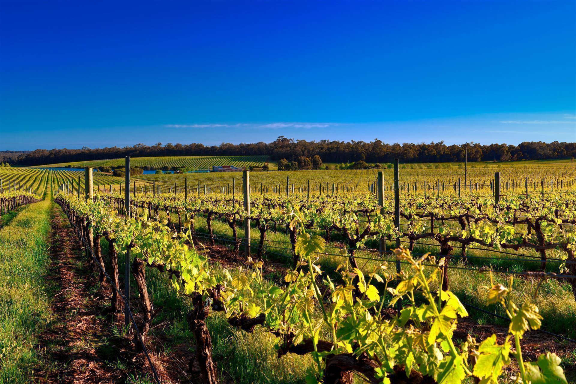 Weinanbau in Margaret River