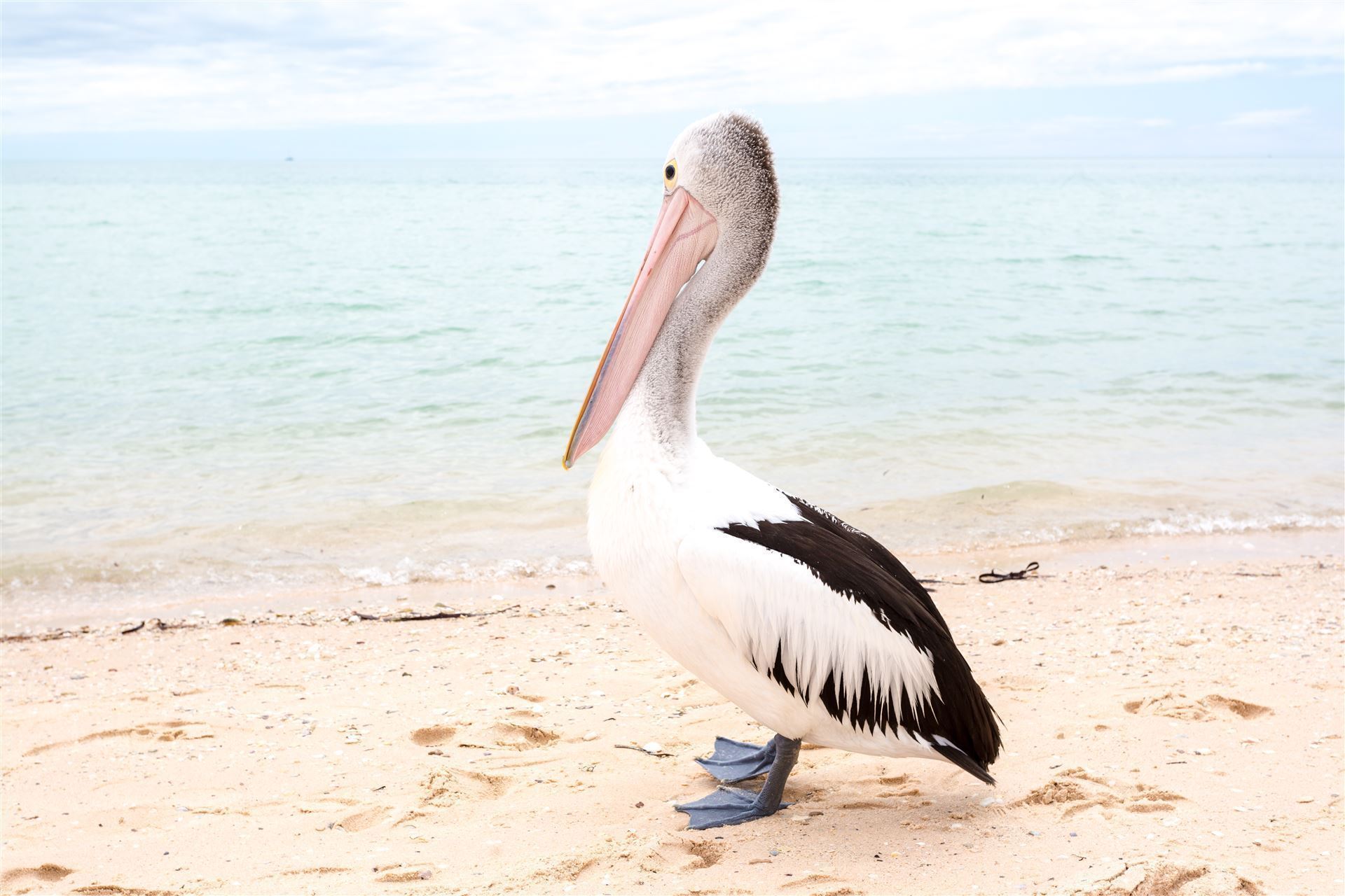 Pelikan in Monkey Mia