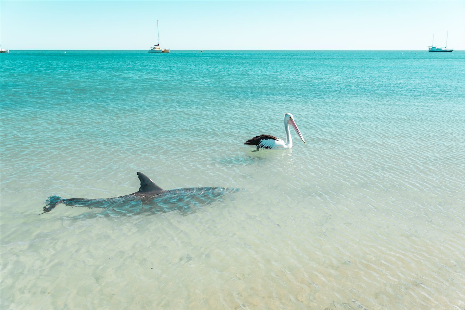 Delfin und Pelikan in Monkey Mia