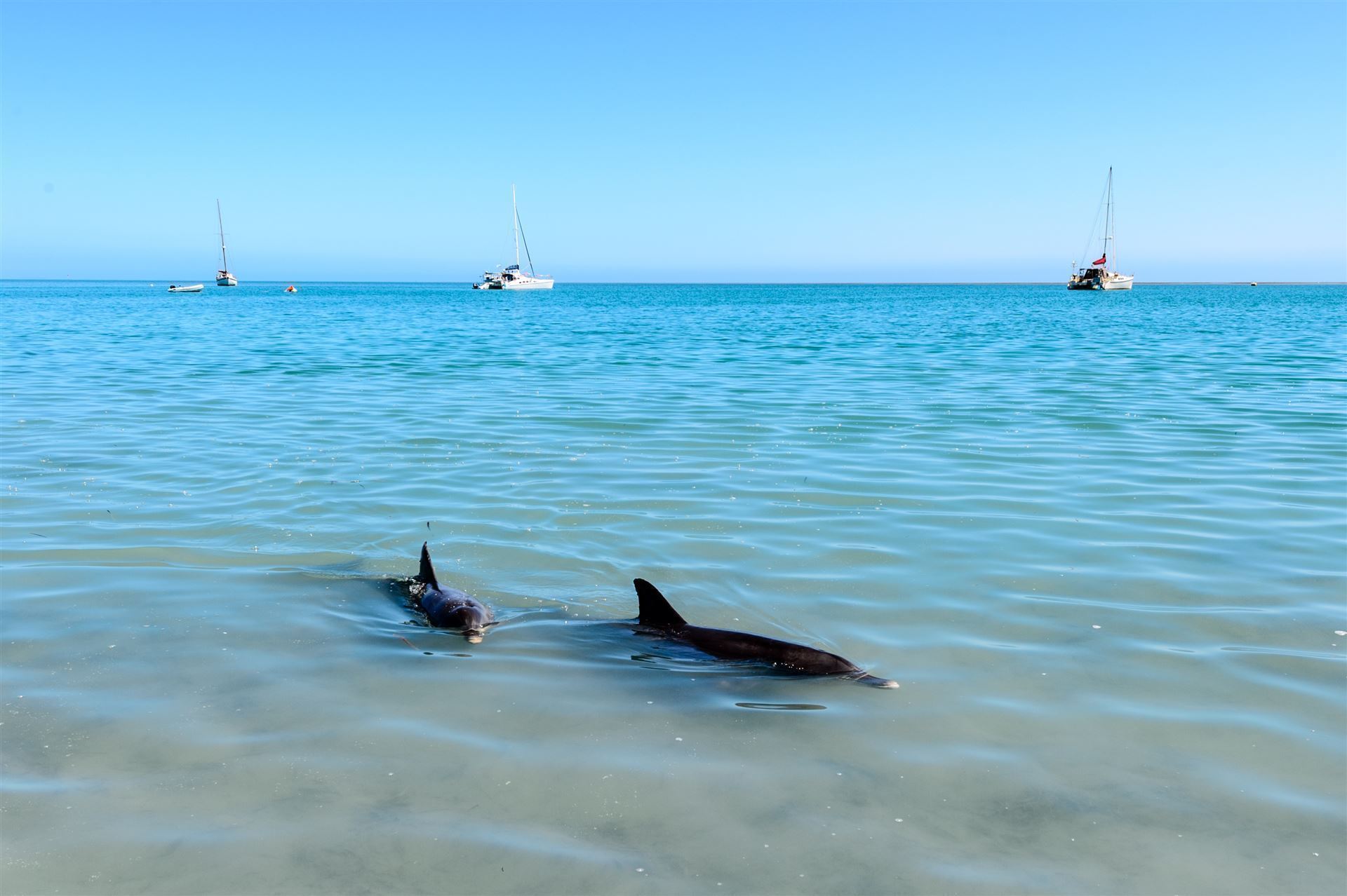 Delfine am Strand von Monkey Mia