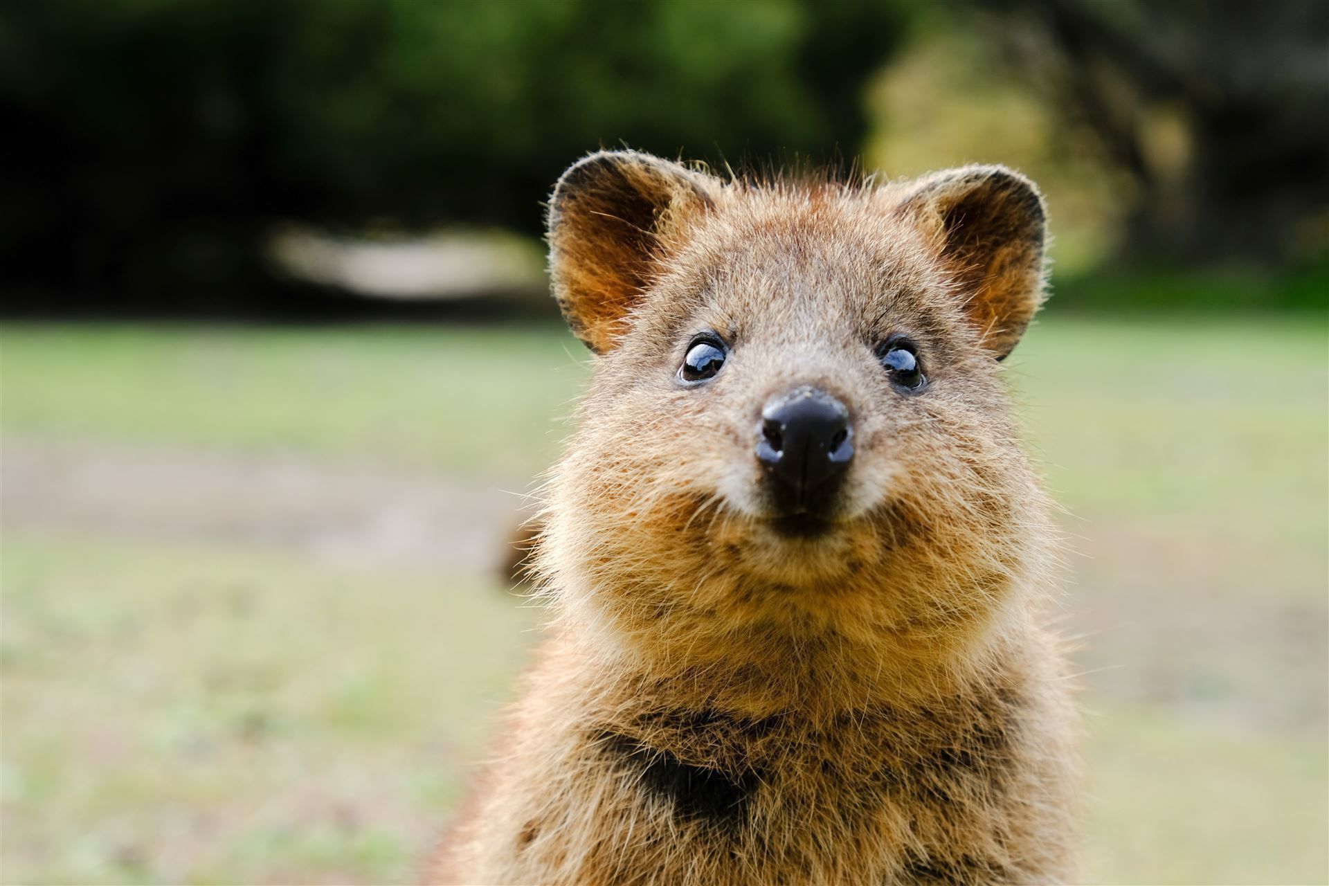 Quokka auf Rottnest Island