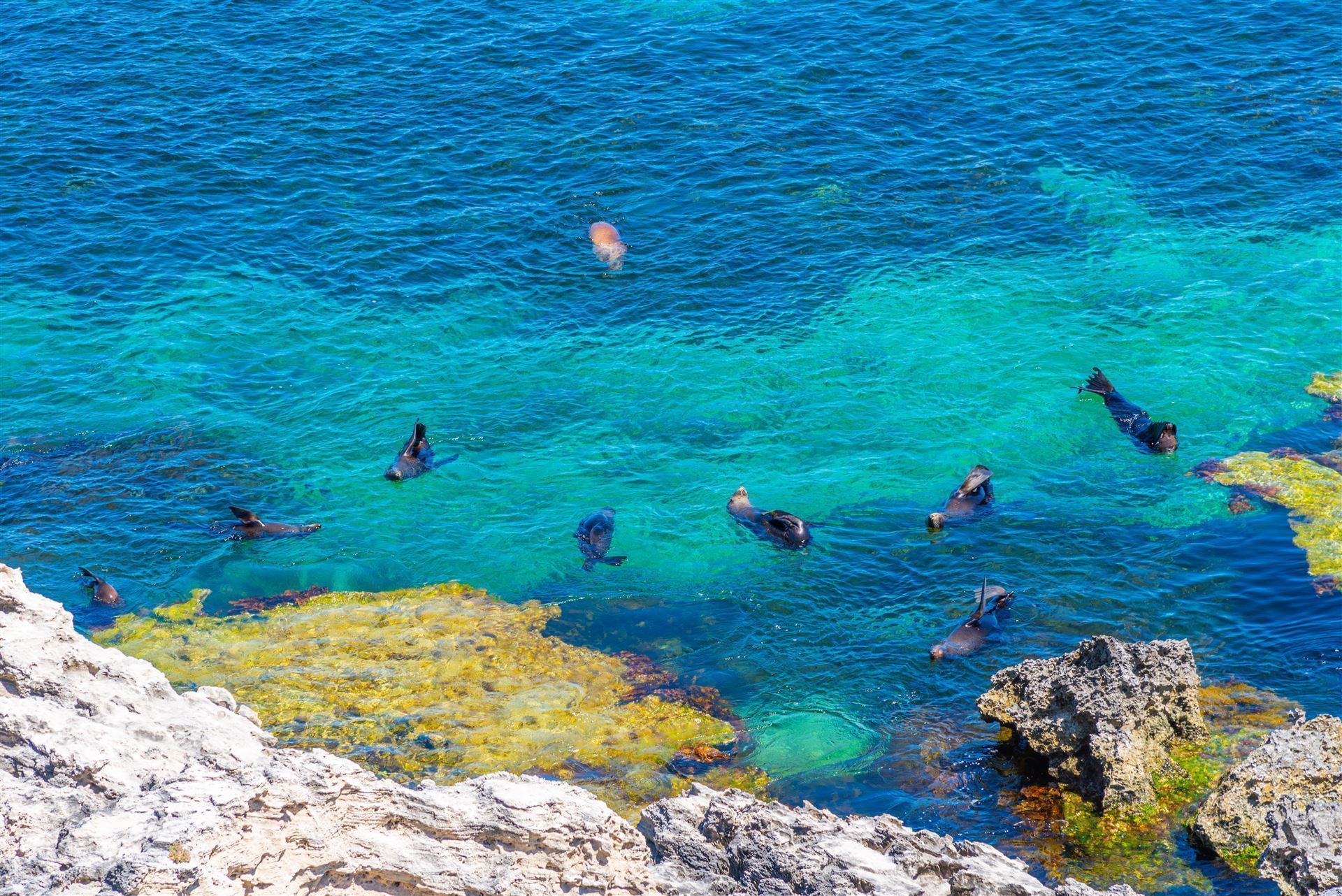 Seelöwen auf Rottnest Island