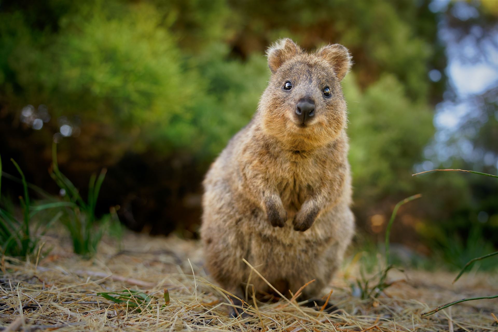 Quokka auf Rottnest Island