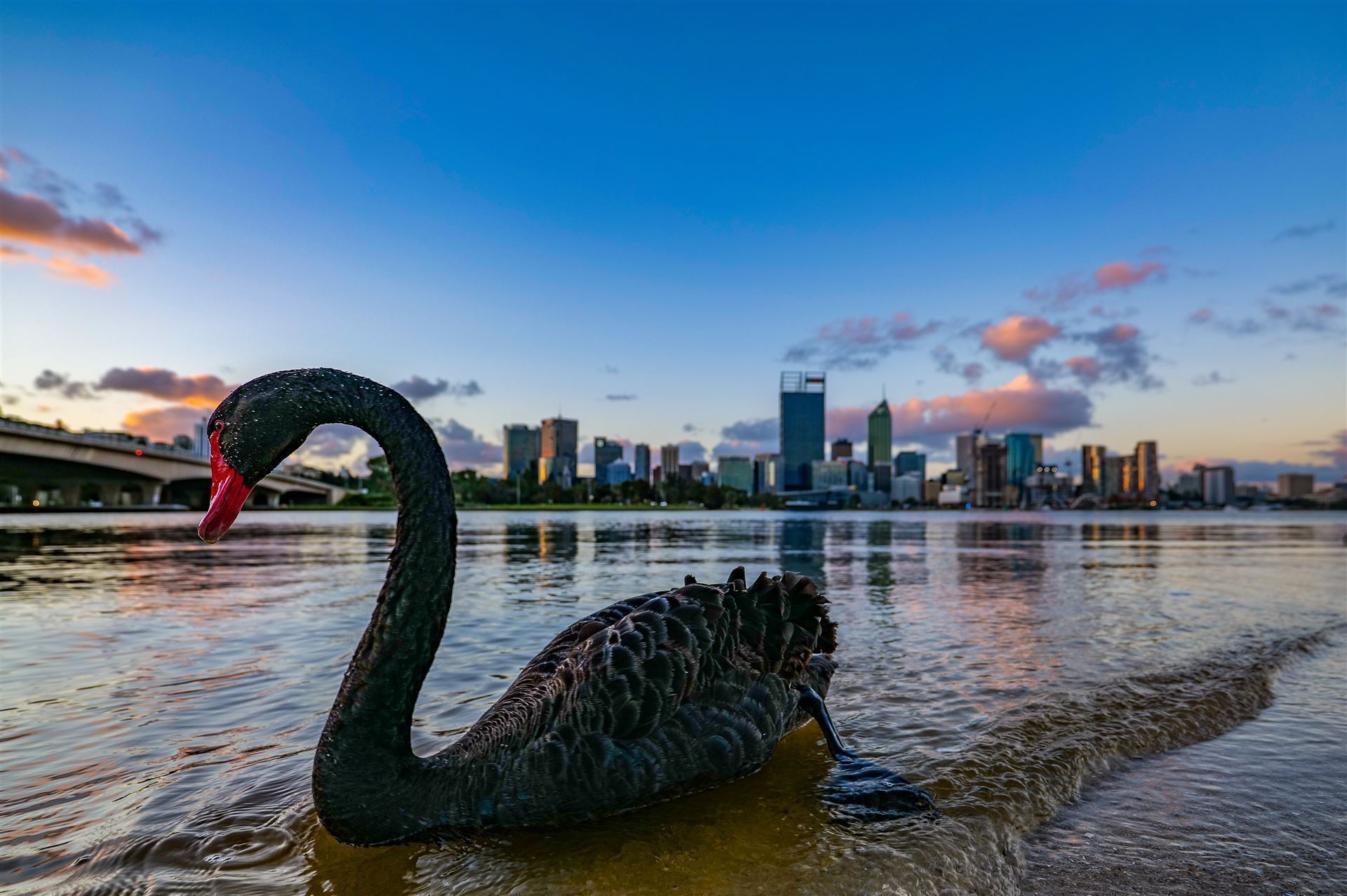 Schwarzer Schwan auf dem Swan River
