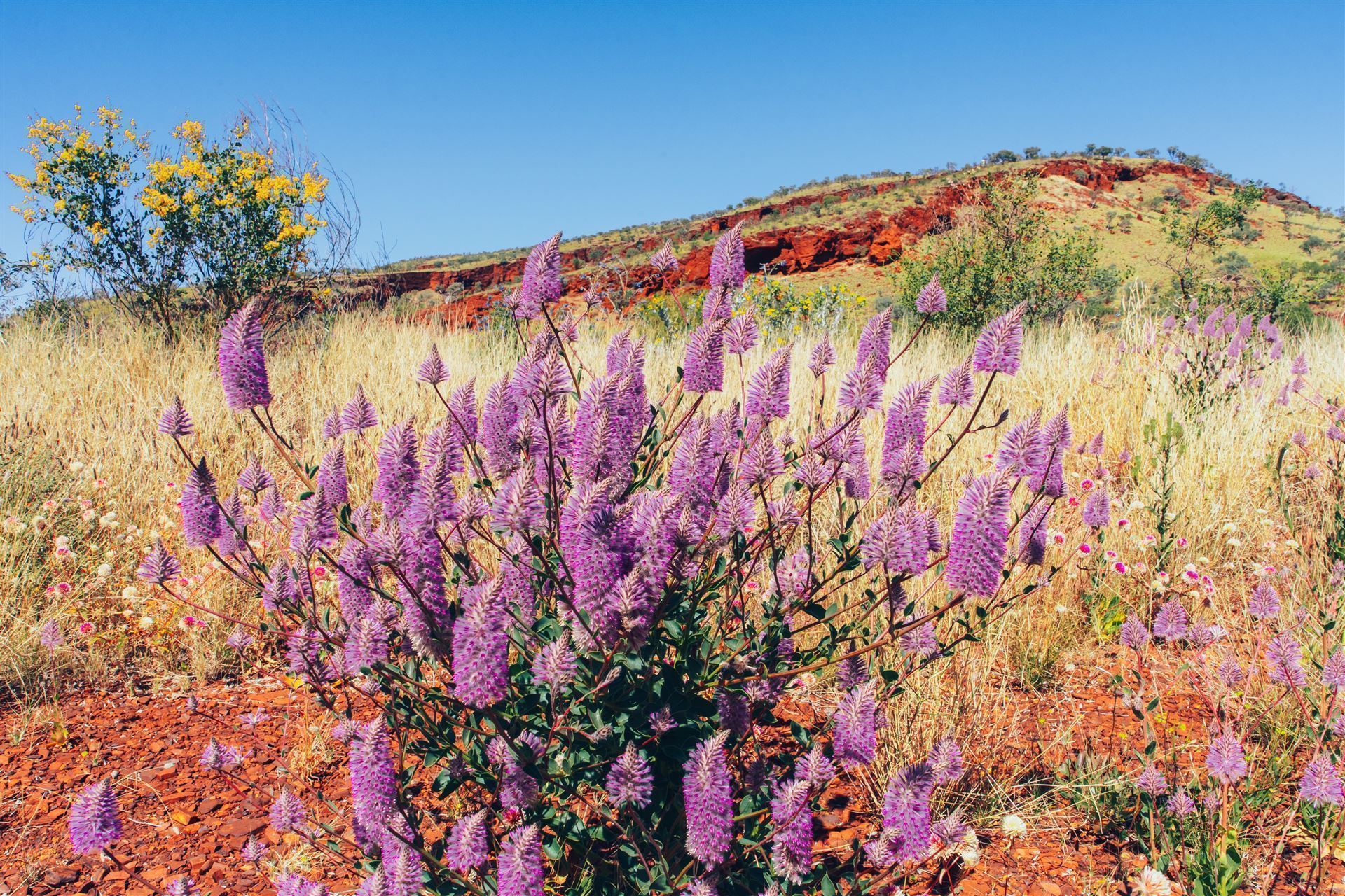 Wildblumen im Karijini Nationalpark