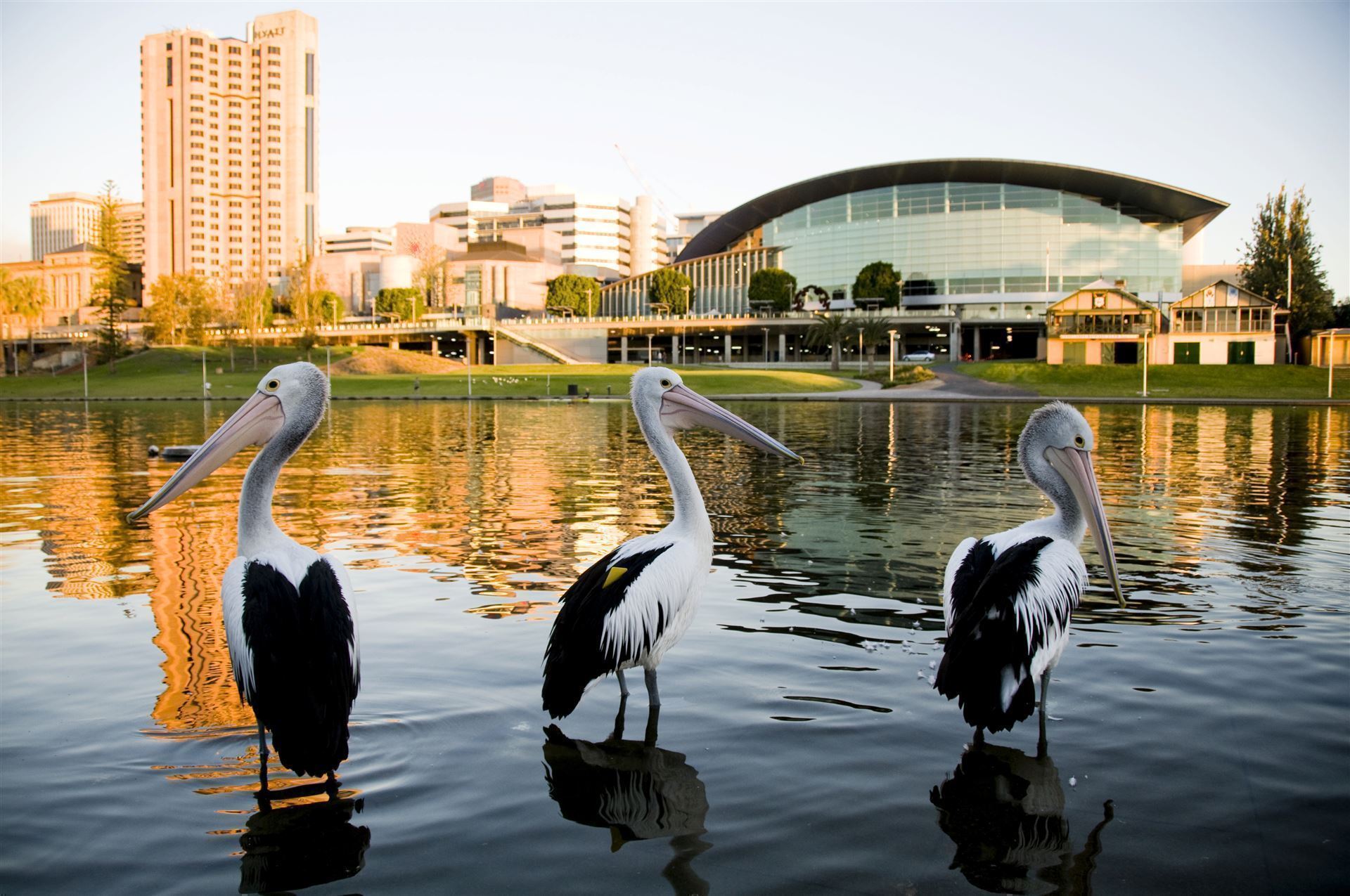 Australien_Adelaide_Pelikane_am_Fluss