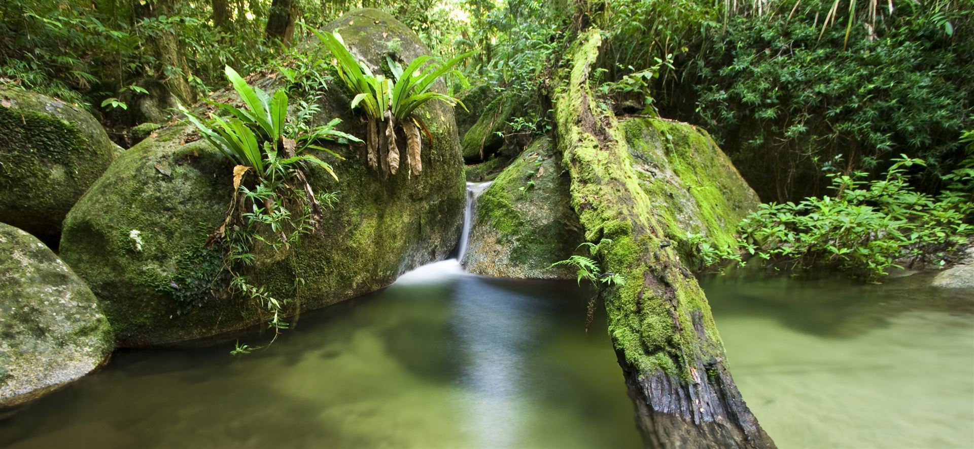 Mossman Gorge
