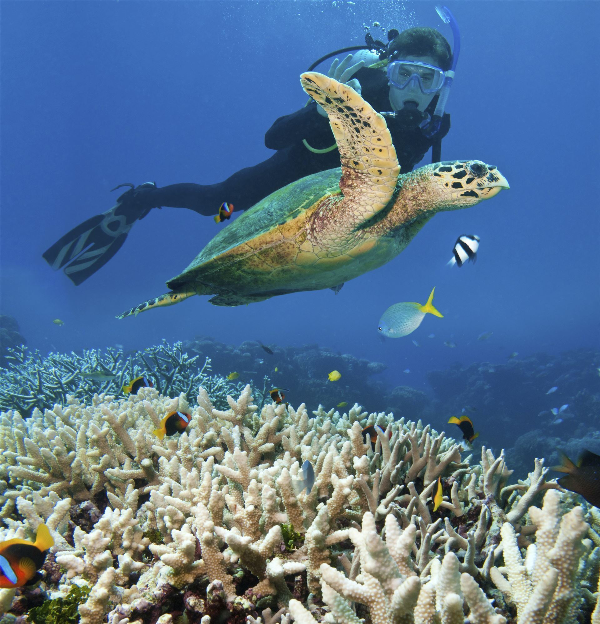 Great Barrier Reef