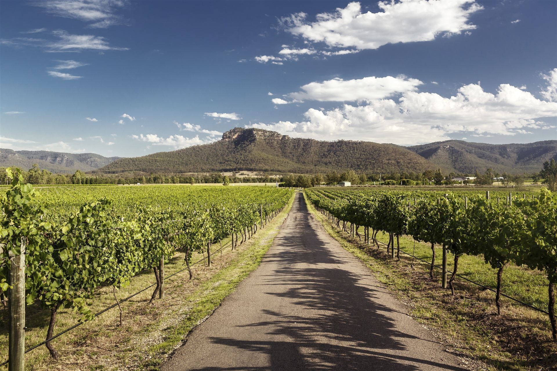 Weinanbaugebiet im Hunter Valley