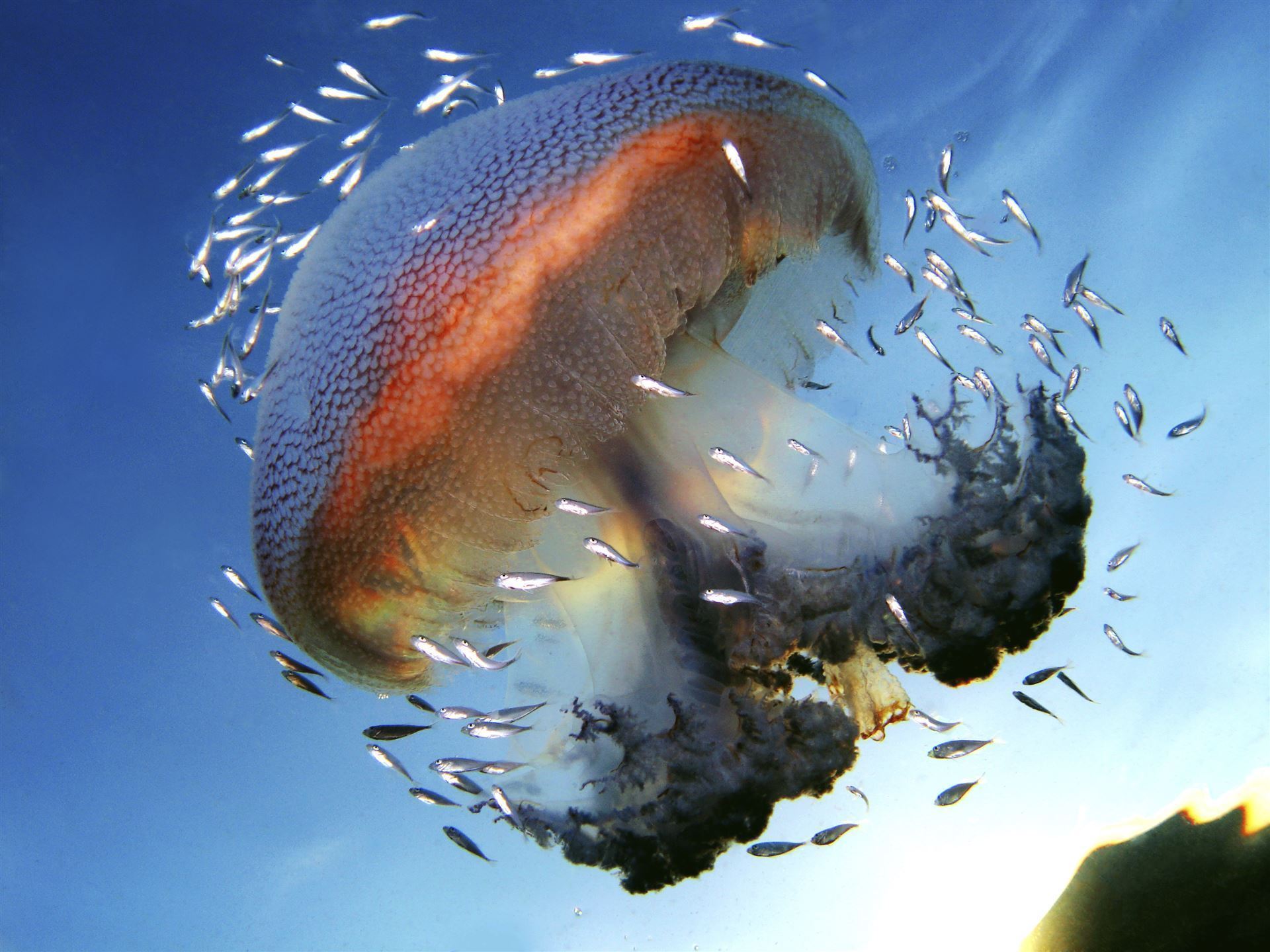Ningaloo Reef 