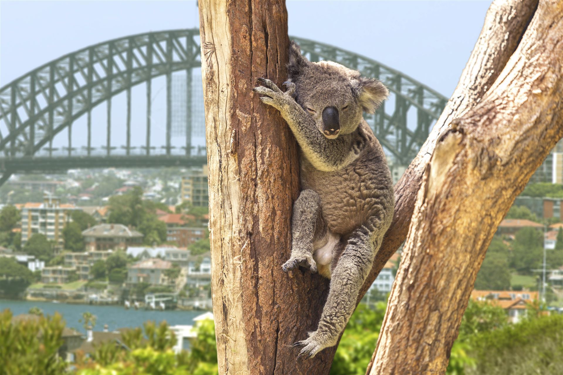 Koala im Taronga Zoo in Sydney