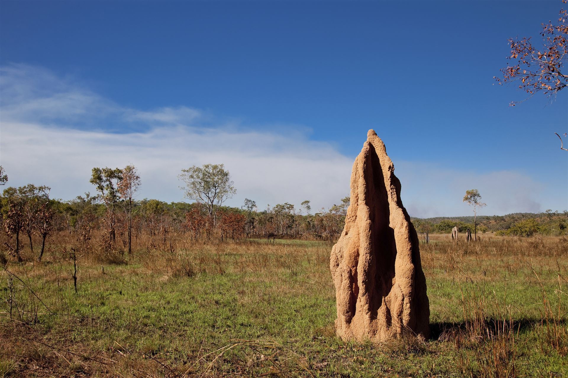 Termitenhügel im Litchfield Nationalpark Darwin