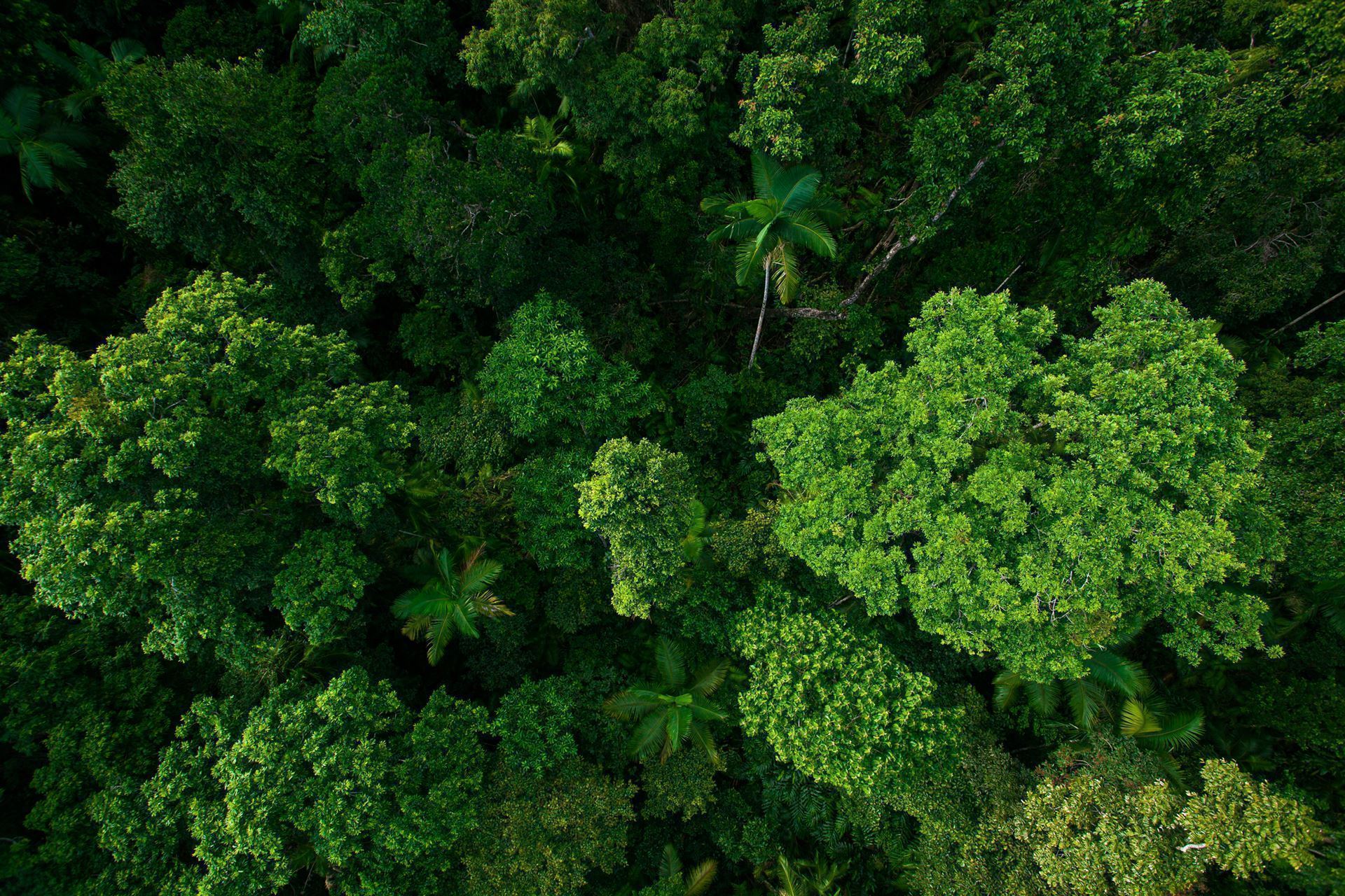 Regenwald in Kuranda