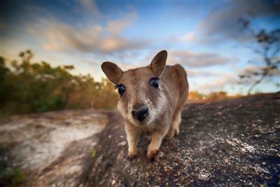 Wallaby im Granit Gorge Nature Park