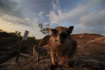 Wallaby im Granit Gorge Nature Park