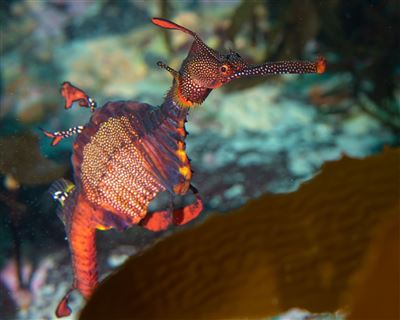 Bunte Wasserwelt vor Bicheno/Tasmanien