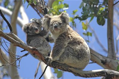 Koala mit Baby im Eukalyptuswald