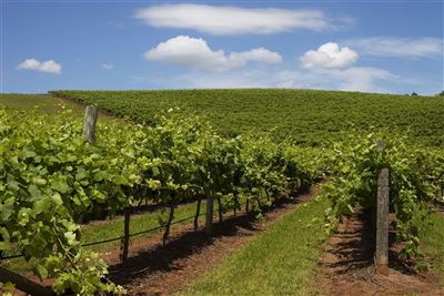 Weinanbaugebiet im Hunter Valley