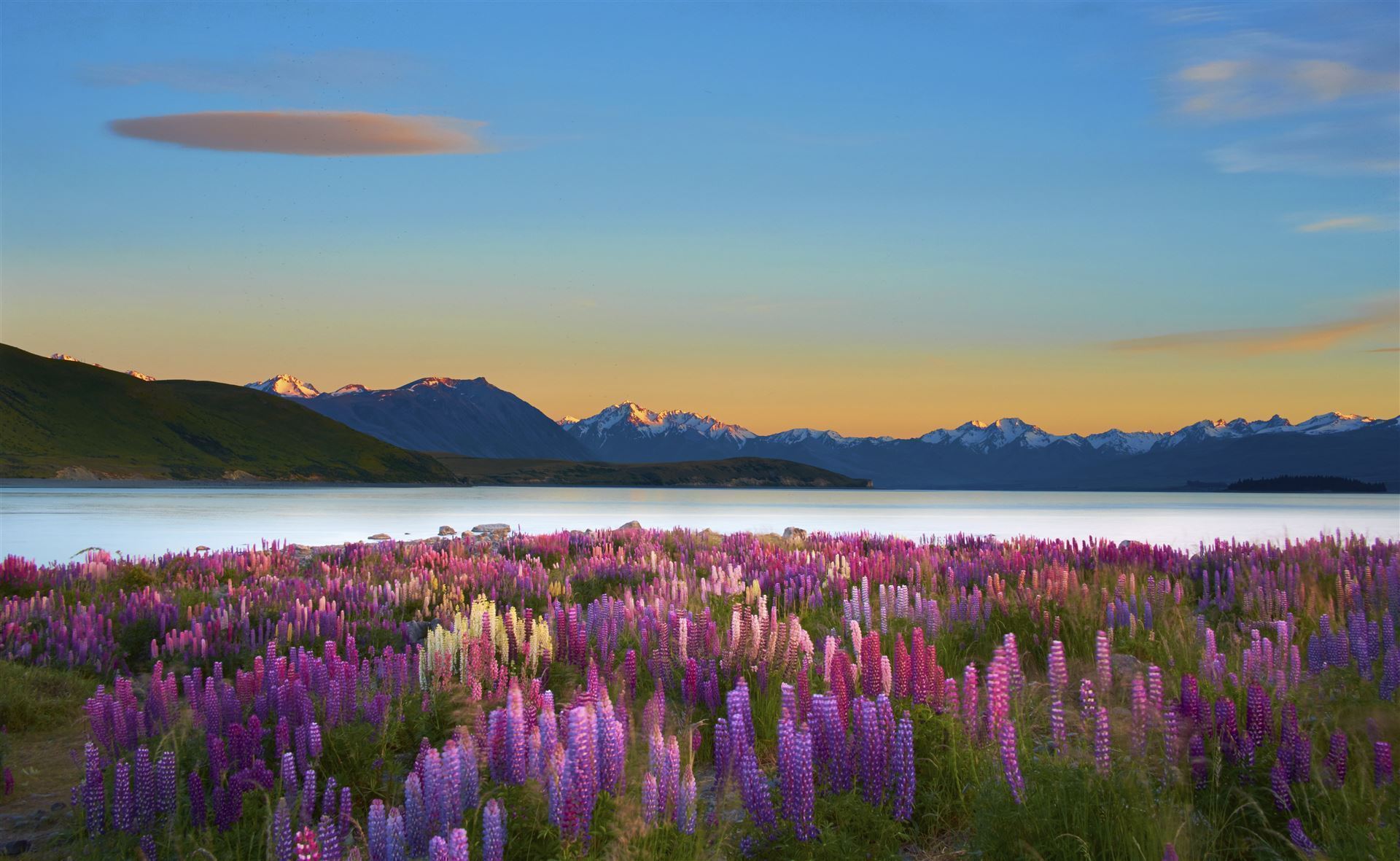 Lake Tekapo mit Blumen