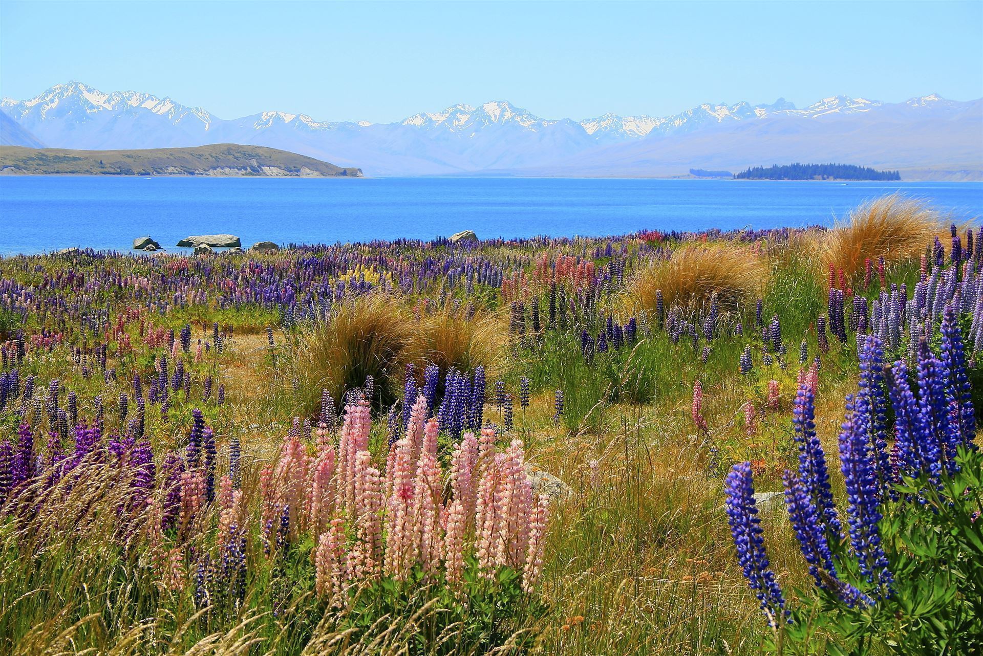 Neuseeland Lake Tekapo Lupinen