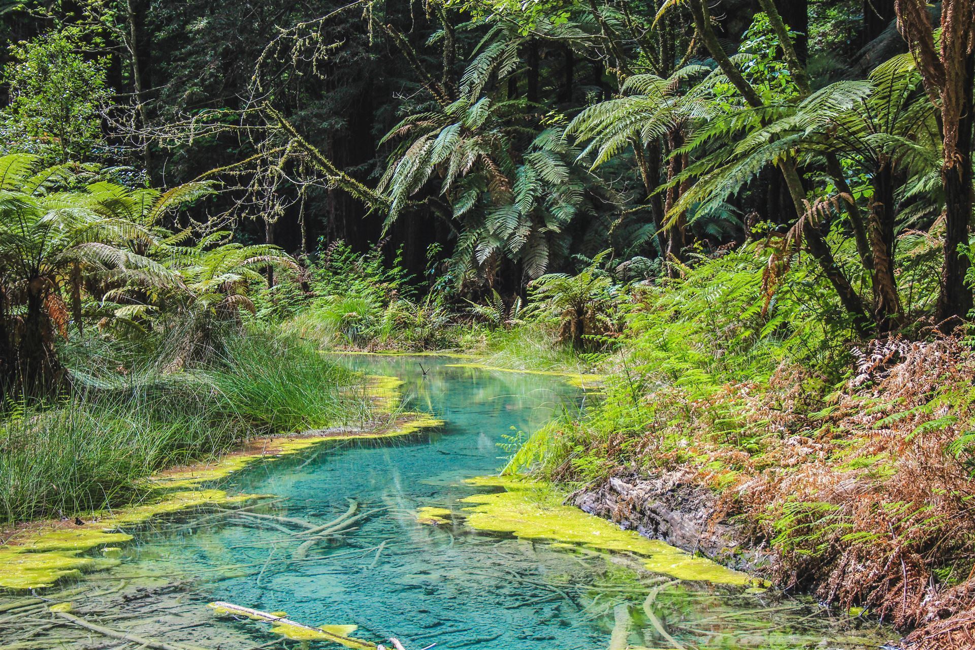 Whakarewarewa Forest