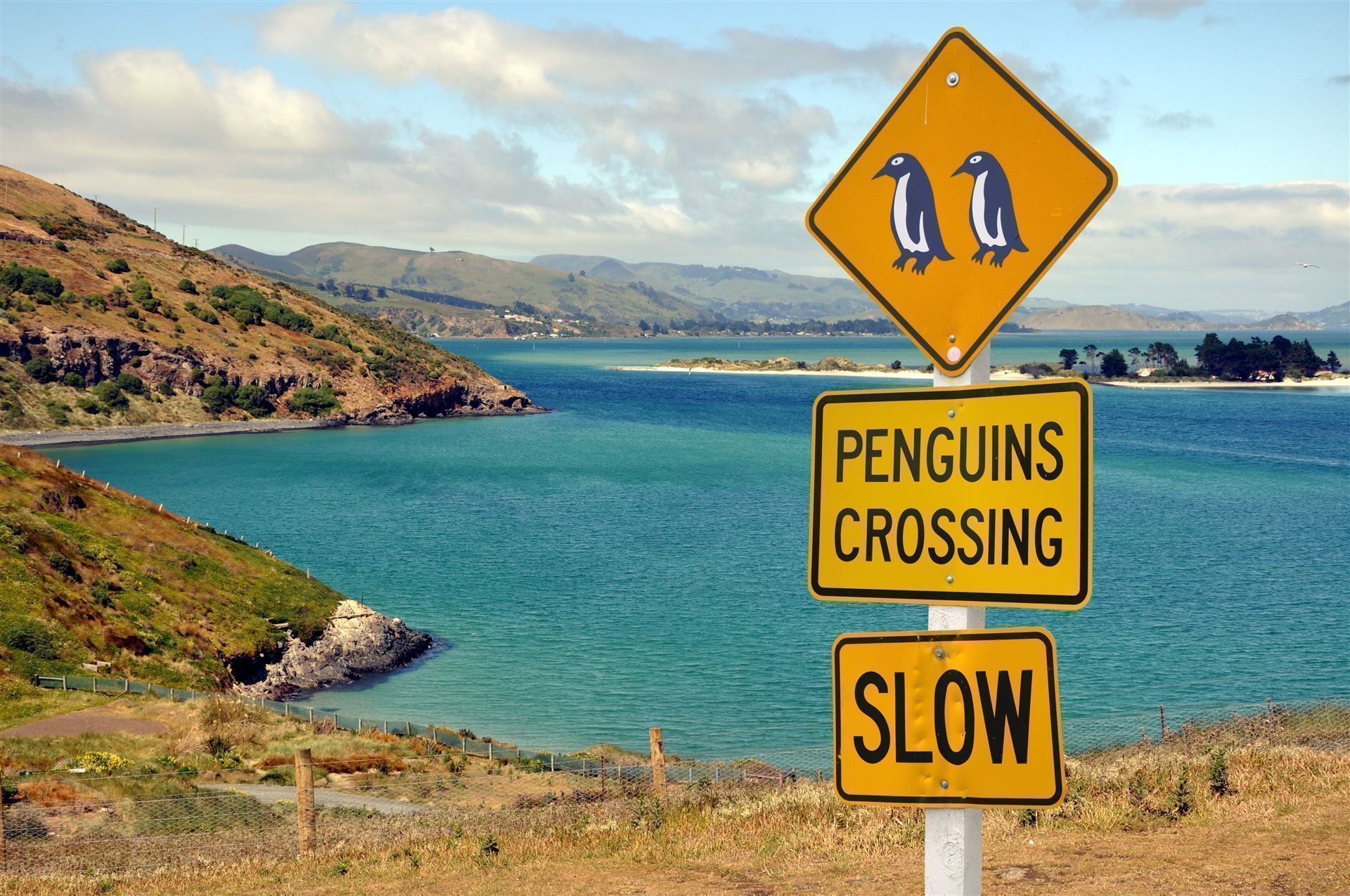 Pinguin Schild