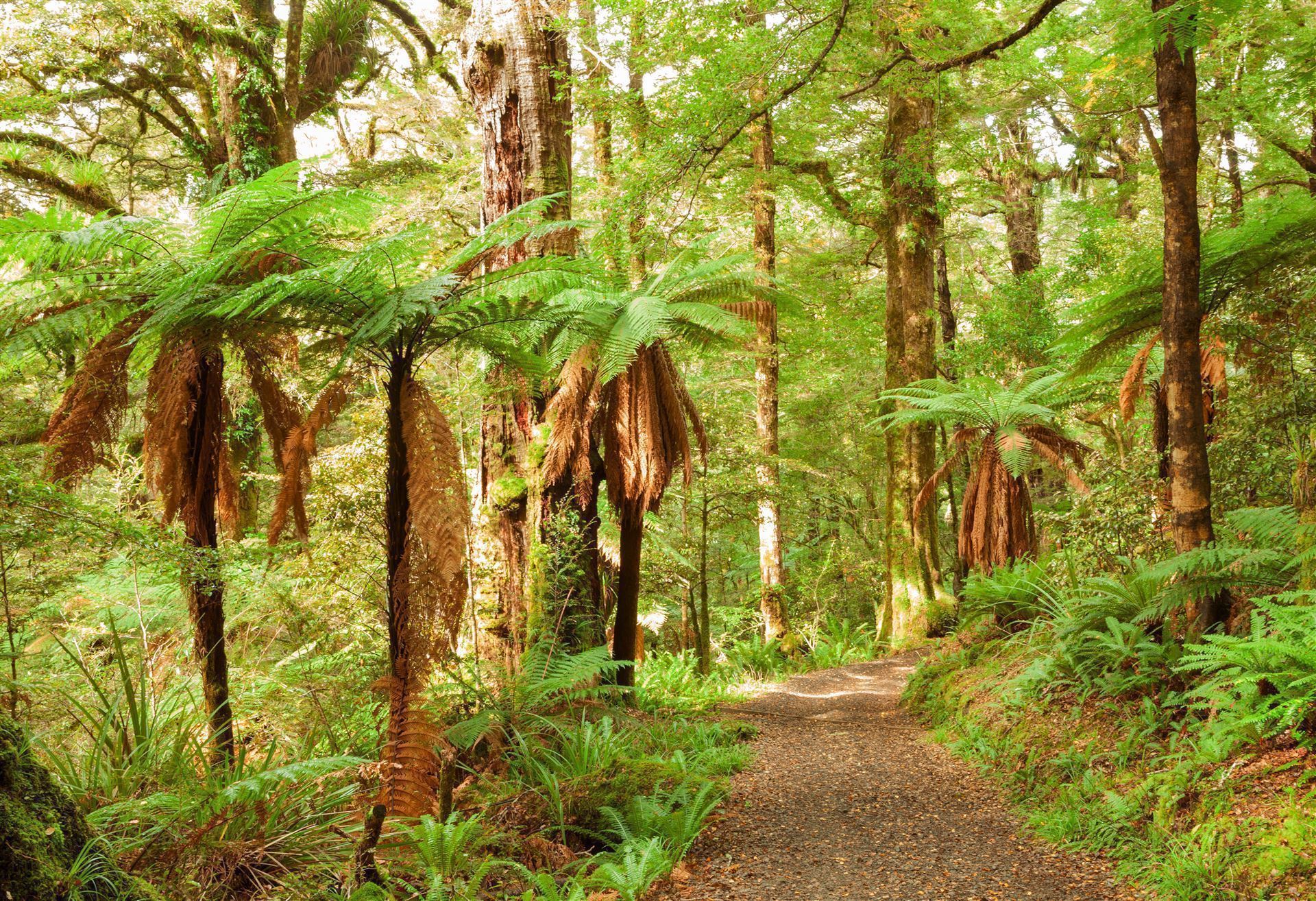Te Urewera Nationalpark