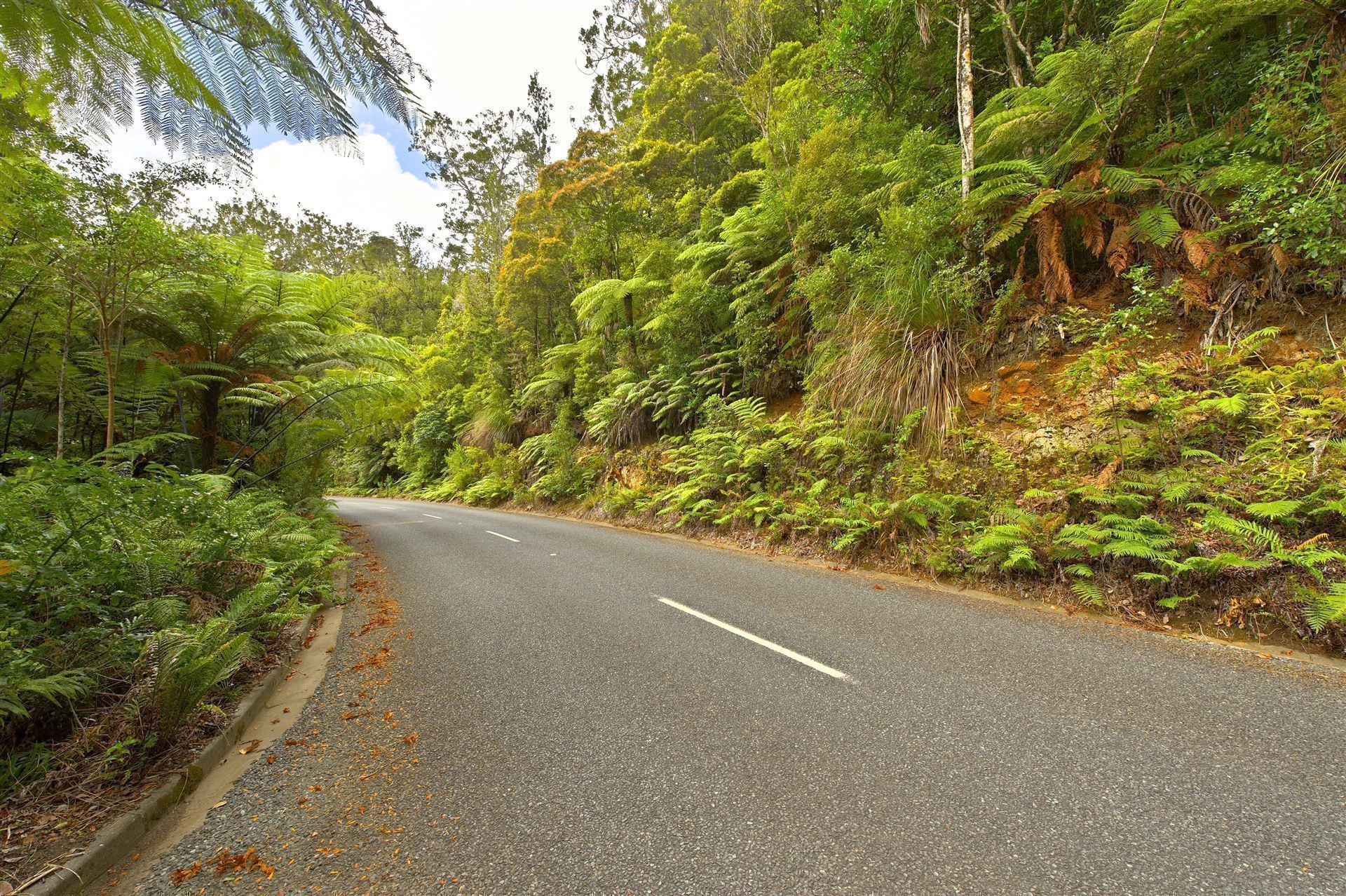 Waipoua Forest