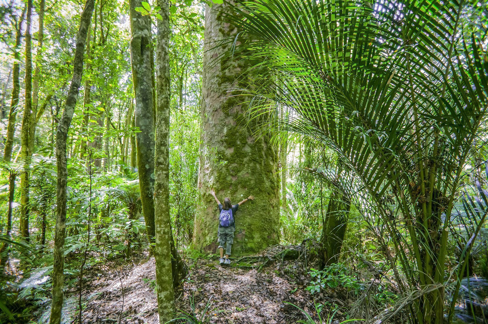 Kauri Bäume