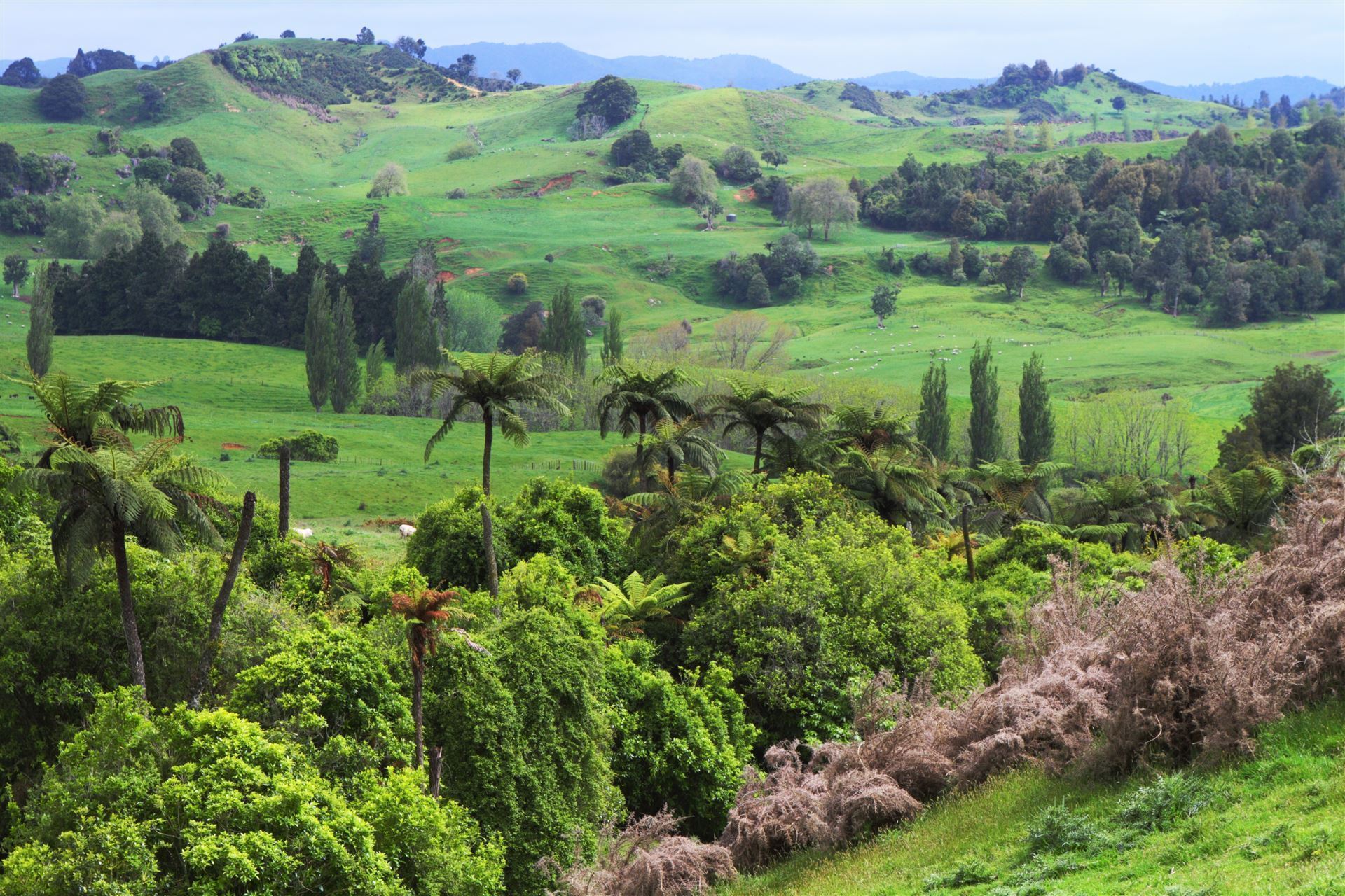 Landschaft Waitomo