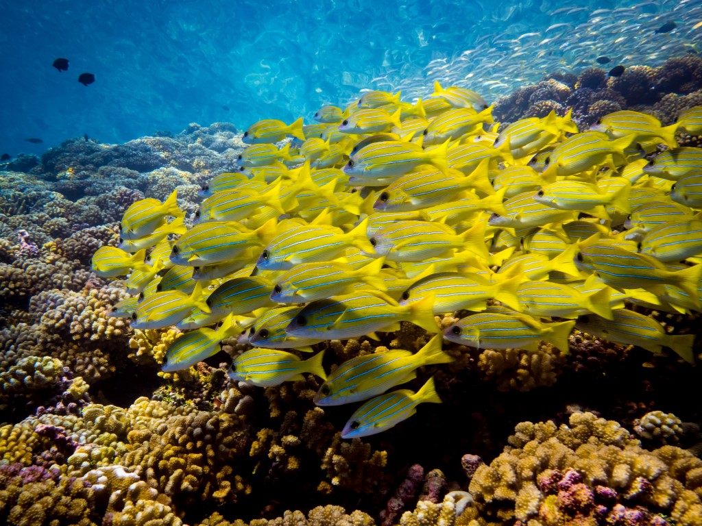 Fische über Korallenriffen des Fakarava-Atolls