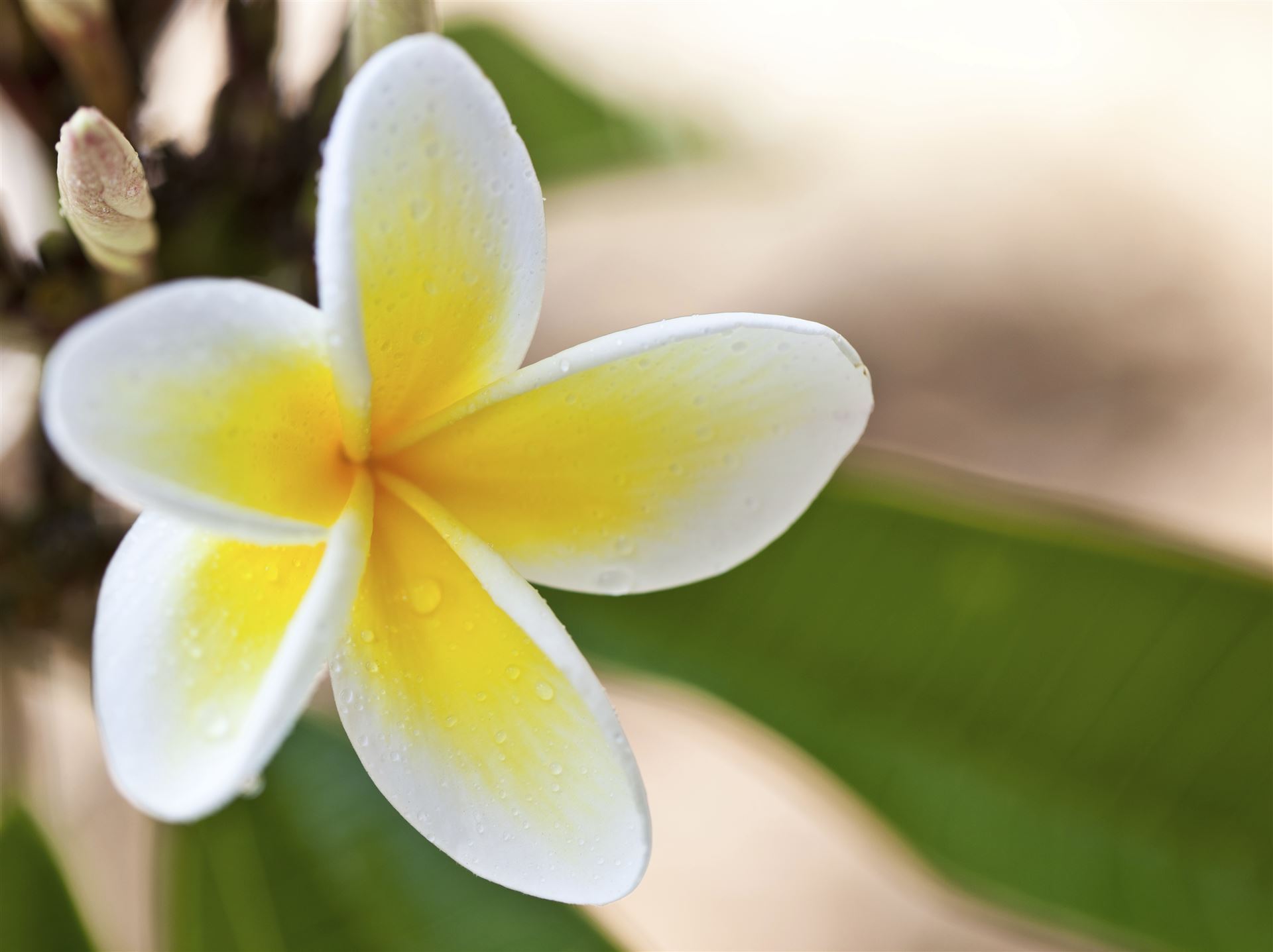 Blume