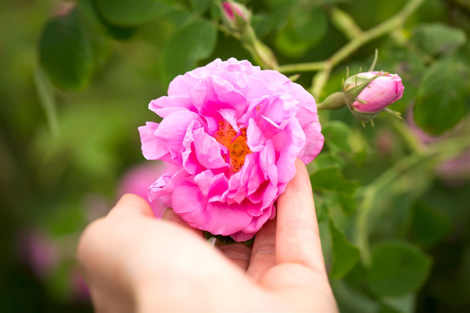 Damascena Rose