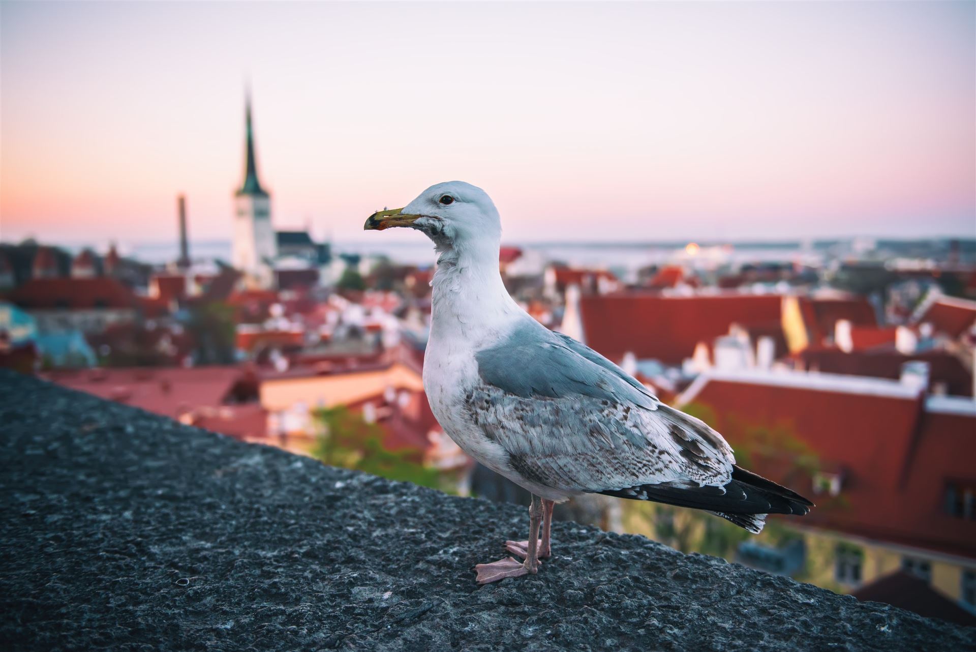 Möwe 