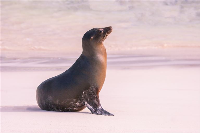 Galápagos Island Hopping ©Grispb/adobestock