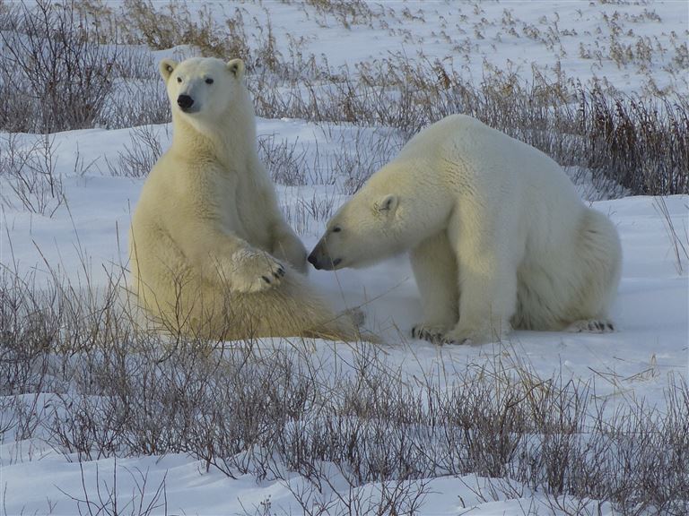 Eisbären an der Hudson Bay © by IKARUS TOURS GmbH