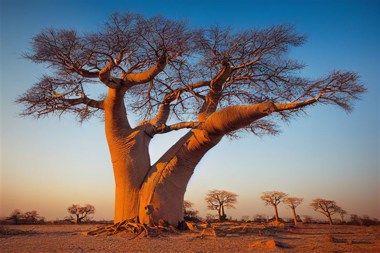 Baobab ©Paulina/adobestock
