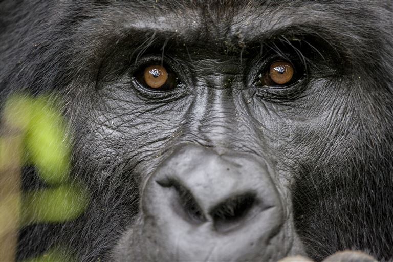 Im Land der Berggorillas ©AYOTOGRAPHY/istock