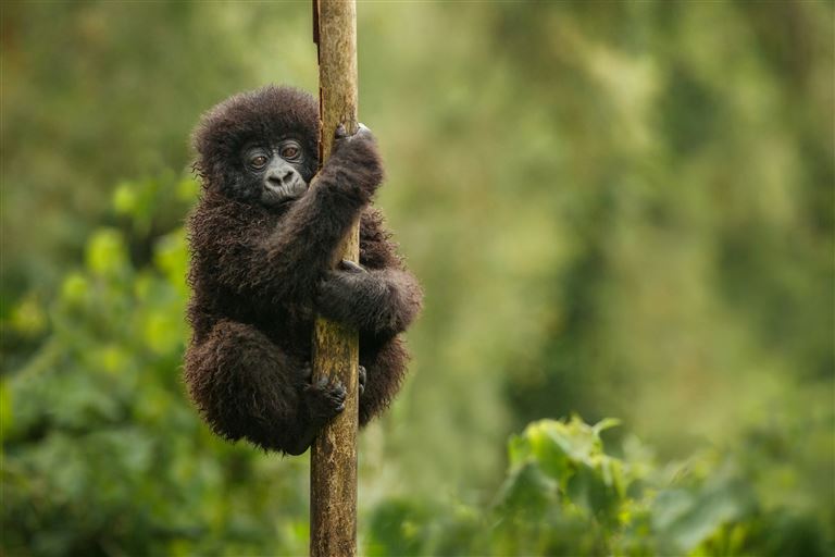 Berggorillas & Schimpansen ©photocech/adobestock