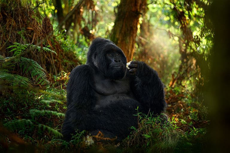 Naturwunder Kameruns: Flachland-Gorillas ©ondrejprosicky/adobestock