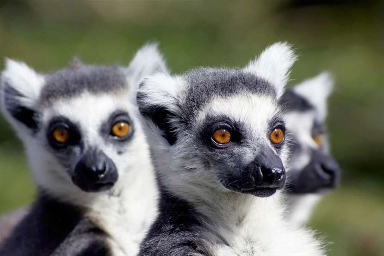Natur pur auf der Lemuren-Insel © by Studiosus Reisen