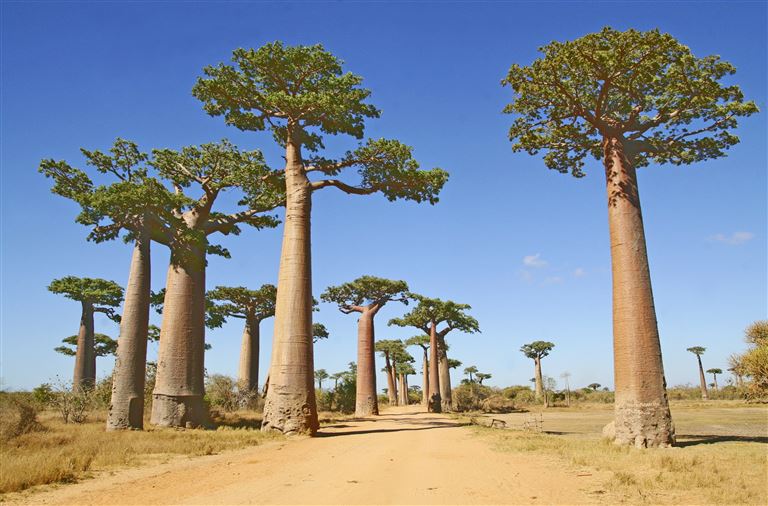 Im Land der Baobabs © by DIAMIR Erlebnisreisen GmbH