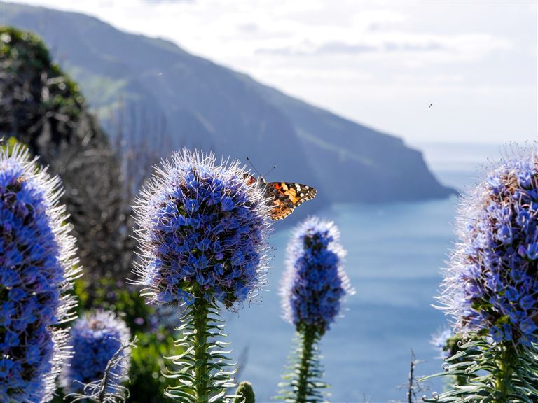 Blumenparadies Madeira & Porto Santo ©Manuel/adobestock