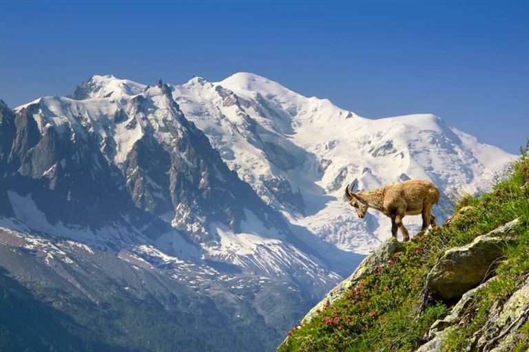 Majestätische Bergwelt der Alpen © by Studiosus Reisen