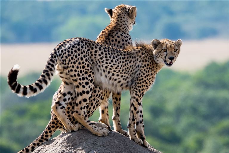 Höhepunkte von Uganda und Kenia © by SKR Reisen GmbH