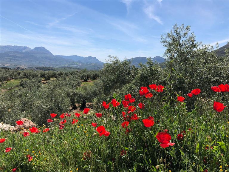 Ursprünglichkeit des unbekannten Andalusiens © by Wikinger Reisen GmbH