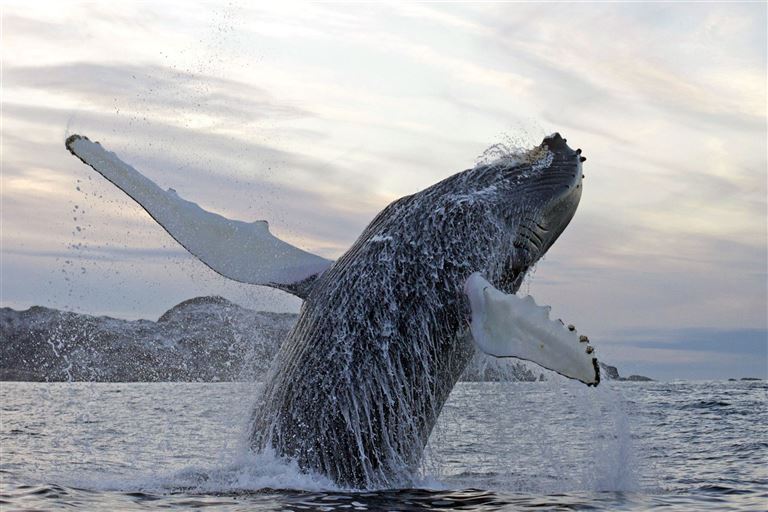 Orcas und Buckelwale unter Nordlichtern © by DIAMIR Erlebnisreisen GmbH