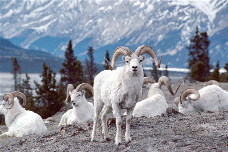 Durch die Wildnis Alsakas und des Yukon © by DIAMIR Erlebnisreisen GmbH