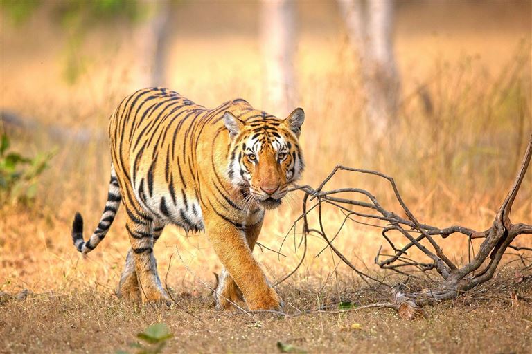 Der Tiger im Fokus © by DIAMIR Erlebnisreisen GmbH